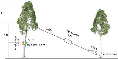 Key traits influencing the resistance of Eucalyptus camaldulensis to wind damage in coastal areas of South China